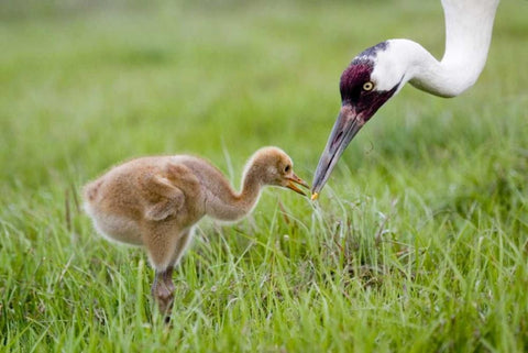 FL, Lake Kissimmee Whooping crane feeds chick Black Ornate Wood Framed Art Print with Double Matting by Williams, Joanne