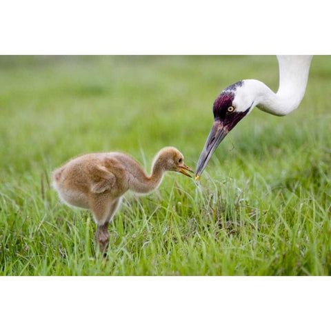 FL, Lake Kissimmee Whooping crane feeds chick White Modern Wood Framed Art Print by Williams, Joanne