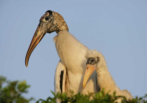 Florida, Lakeland Wood stork chick with parent White Modern Wood Framed Art Print with Double Matting by Morris, Arthur