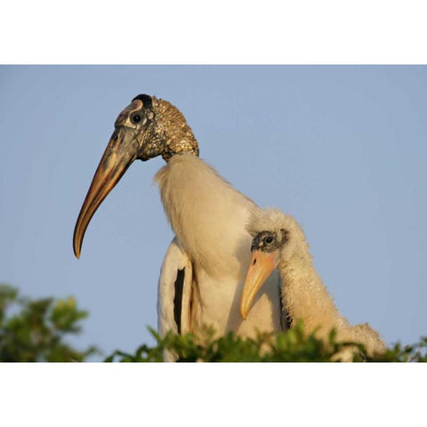 Florida, Lakeland Wood stork chick with parent White Modern Wood Framed Art Print by Morris, Arthur