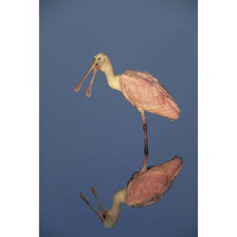 FL Roseate spoonbill reflects in still water Gold Ornate Wood Framed Art Print with Double Matting by Williams, Joanne