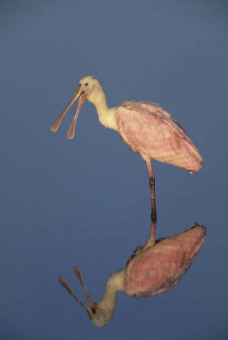FL Roseate spoonbill reflects in still water White Modern Wood Framed Art Print with Double Matting by Williams, Joanne