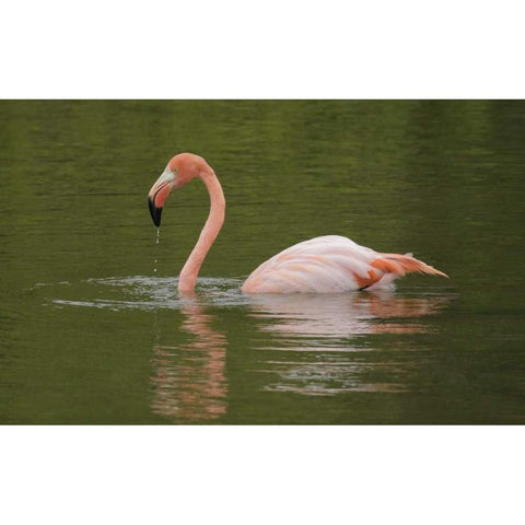 FL, Moreno Point Greater flamingo swimming Black Modern Wood Framed Art Print by Morris, Arthur