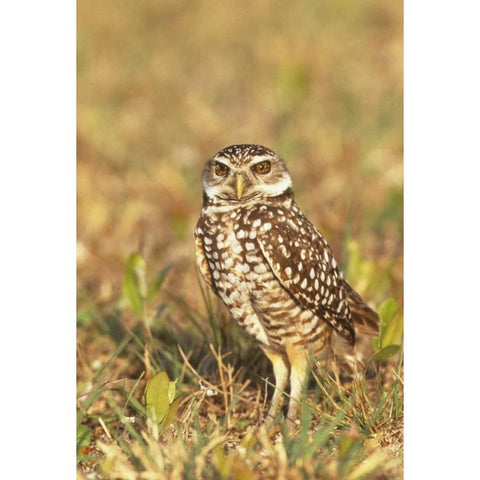 FL, Pompano Beach A burrowing owl Black Modern Wood Framed Art Print by Williams, Joanne