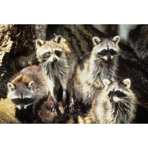 Florida, Silver Springs Raccoon family portrait White Modern Wood Framed Art Print by Williams, Joanne