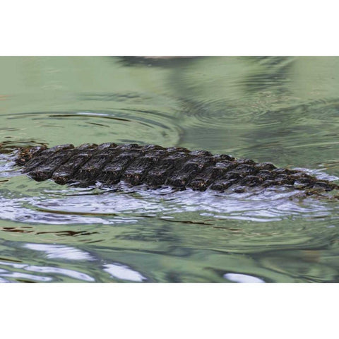 FL American alligator back in water Black Modern Wood Framed Art Print by Morris, Arthur