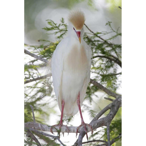FL Cattle egret in breeding plumage on limb Black Modern Wood Framed Art Print by Morris, Arthur
