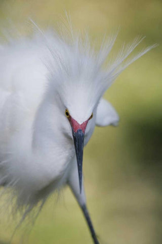 FL Snowy egret with its breeding plumage Black Ornate Wood Framed Art Print with Double Matting by Morris, Arthur