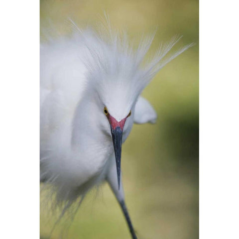 FL Snowy egret with its breeding plumage Black Modern Wood Framed Art Print by Morris, Arthur