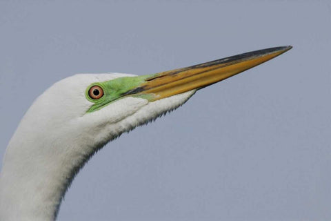 FL Great egret headshot Black Ornate Wood Framed Art Print with Double Matting by Morris, Arthur