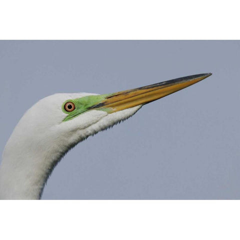 FL Great egret headshot Black Modern Wood Framed Art Print with Double Matting by Morris, Arthur