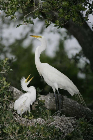 FL Great egret parent in nest with chick White Modern Wood Framed Art Print with Double Matting by Morris, Arthur