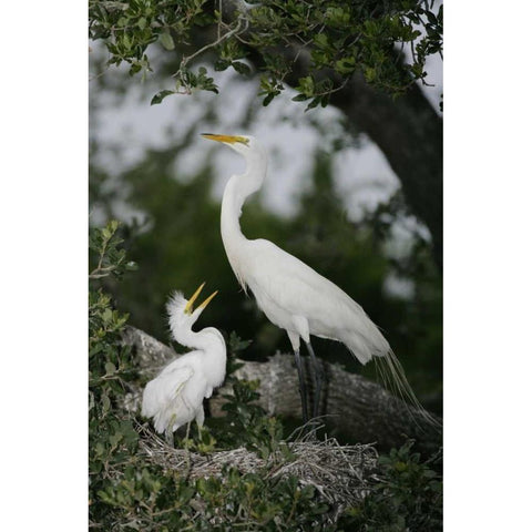 FL Great egret parent in nest with chick Black Modern Wood Framed Art Print by Morris, Arthur