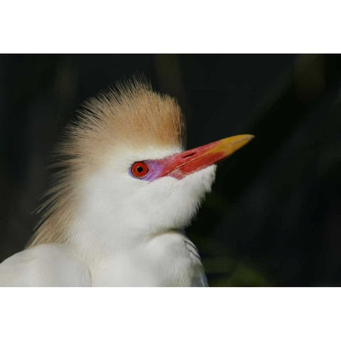 FL Portrait of cattle egret in breeding plumage Black Modern Wood Framed Art Print by Morris, Arthur
