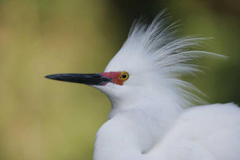 FL Snowy egret in breeding plumage White Modern Wood Framed Art Print with Double Matting by Morris, Arthur