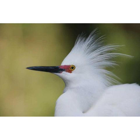 FL Snowy egret in breeding plumage White Modern Wood Framed Art Print by Morris, Arthur
