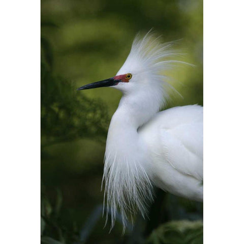 FL Snowy egret in breeding plumage Gold Ornate Wood Framed Art Print with Double Matting by Morris, Arthur