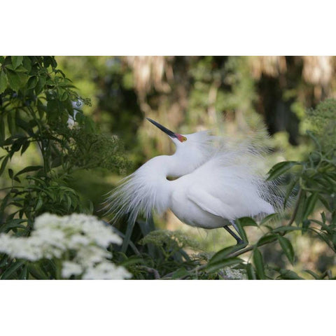 FL Snowy egret displaying surrounded by foliage White Modern Wood Framed Art Print by Morris, Arthur