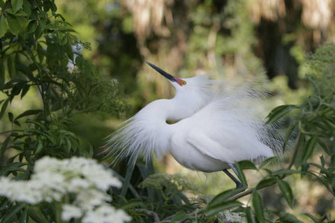 FL Snowy egret displaying surrounded by foliage Black Ornate Wood Framed Art Print with Double Matting by Morris, Arthur
