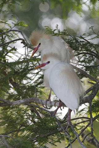 FL Cattle egrets in breeding plumage on branch White Modern Wood Framed Art Print with Double Matting by Morris, Arthur