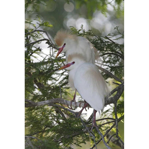 FL Cattle egrets in breeding plumage on branch Black Modern Wood Framed Art Print by Morris, Arthur