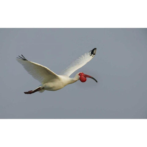 FL, Tampa Bay Flying white ibis Gold Ornate Wood Framed Art Print with Double Matting by Morris, Arthur