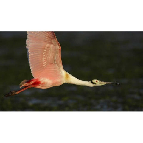 Florida, Tampa Bay Roseate spoonbill in flight Black Modern Wood Framed Art Print with Double Matting by Morris, Arthur