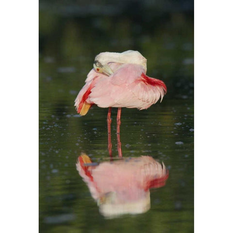 FL, Tampa Bay Roseate spoonbill preening Black Modern Wood Framed Art Print with Double Matting by Morris, Arthur