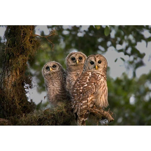 Florida, Viera Wetlands Barred owls in tree Black Modern Wood Framed Art Print by Williams, Joanne