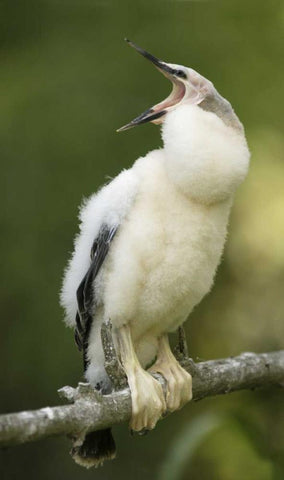 FL, Abandoned anhinga chick on branch yawning Black Ornate Wood Framed Art Print with Double Matting by Morris, Arthur