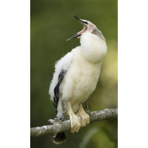 FL, Abandoned anhinga chick on branch yawning Black Modern Wood Framed Art Print by Morris, Arthur