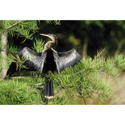 Florida Anhinga in spread-wing posture behavior White Modern Wood Framed Art Print by Williams, Joanne