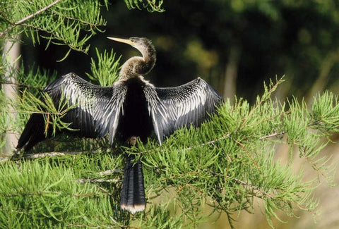 Florida Anhinga in spread-wing posture behavior White Modern Wood Framed Art Print with Double Matting by Williams, Joanne