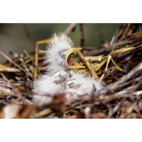 Florida Baby cattle egret in nest begs for food White Modern Wood Framed Art Print by Williams, Joanne