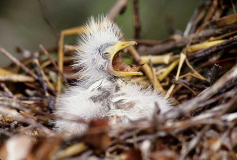 Florida Baby cattle egret in nest begs for food Black Ornate Wood Framed Art Print with Double Matting by Williams, Joanne