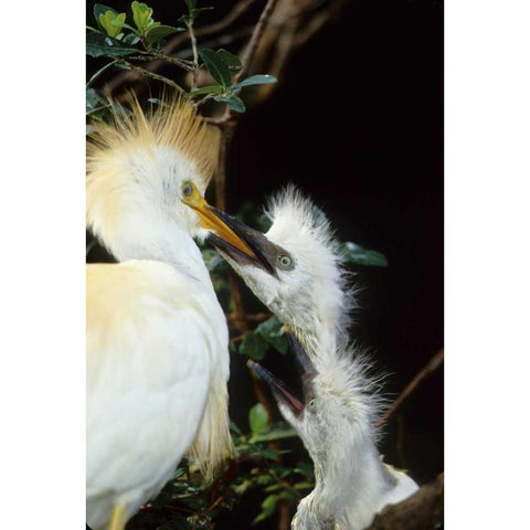 Florida Cattle egret feeds one of its two chicks Gold Ornate Wood Framed Art Print with Double Matting by Williams, Joanne