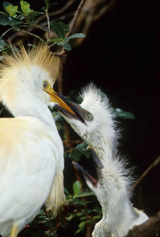 Florida Cattle egret feeds one of its two chicks White Modern Wood Framed Art Print with Double Matting by Williams, Joanne