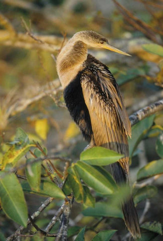 USA, Florida Close-up of anhinga on tree limb Black Ornate Wood Framed Art Print with Double Matting by Williams, Joanne