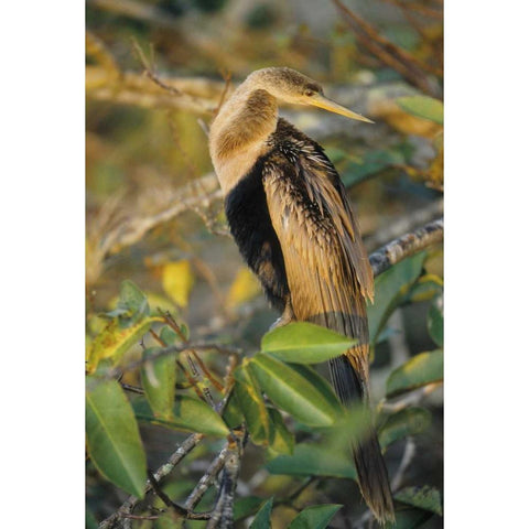 USA, Florida Close-up of anhinga on tree limb Black Modern Wood Framed Art Print with Double Matting by Williams, Joanne