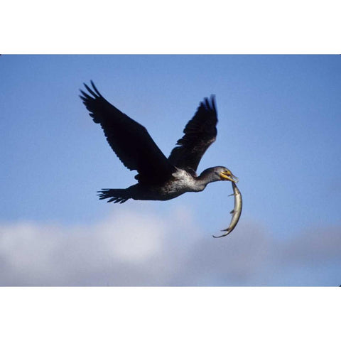 USA, Florida Cormorant in flight carrying fish Gold Ornate Wood Framed Art Print with Double Matting by Williams, Joanne
