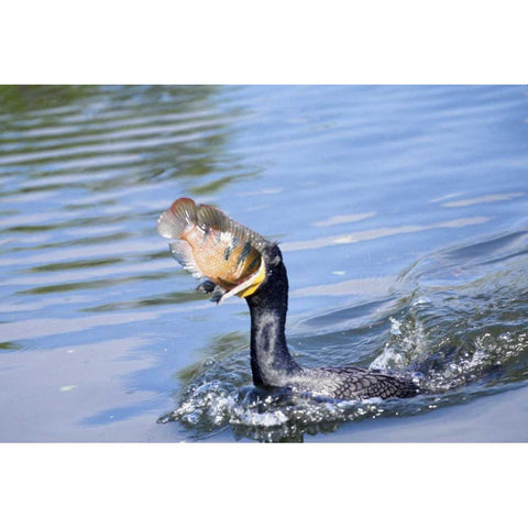 Florida Cormorant swallowing freshly caught fish Black Modern Wood Framed Art Print by Williams, Joanne