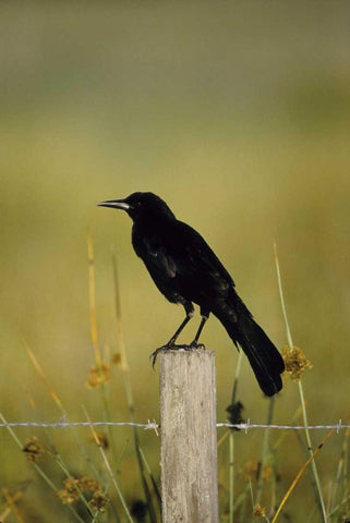 USA, Florida Fish crow stands on fence post White Modern Wood Framed Art Print with Double Matting by Williams, Joanne