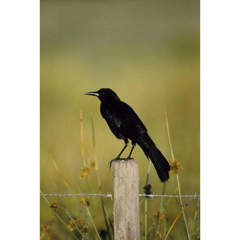 USA, Florida Fish crow stands on fence post Black Modern Wood Framed Art Print by Williams, Joanne