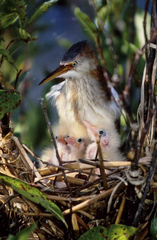 Florida Least bittern parent with chicks in nest Black Ornate Wood Framed Art Print with Double Matting by Williams, Joanne