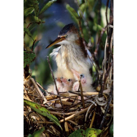 Florida Least bittern parent with chicks in nest Black Modern Wood Framed Art Print by Williams, Joanne