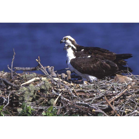 FL, Blue Cypress Lake, Osprey and chicks in nest Gold Ornate Wood Framed Art Print with Double Matting by Williams, Joanne