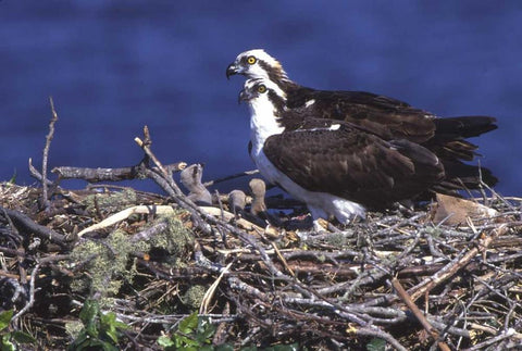 FL, Blue Cypress Lake, Osprey and chicks in nest White Modern Wood Framed Art Print with Double Matting by Williams, Joanne