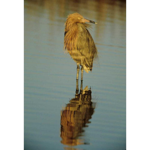 FL, Reddish egret reflects in water while hunting Gold Ornate Wood Framed Art Print with Double Matting by Williams, Joanne