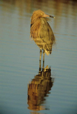 FL, Reddish egret reflects in water while hunting White Modern Wood Framed Art Print with Double Matting by Williams, Joanne