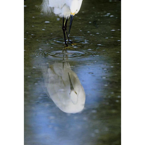 Florida Snowy egret  in water hunting Gold Ornate Wood Framed Art Print with Double Matting by Williams, Joanne